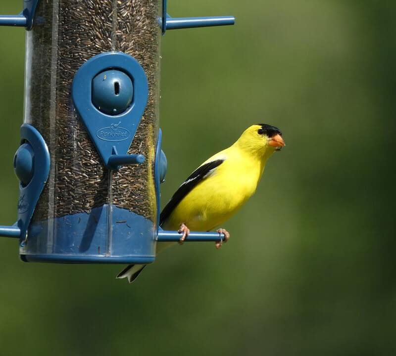 American Goldfinch at a bird feeder