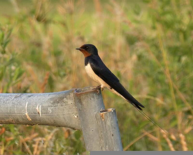 Barn Swallow on a fence