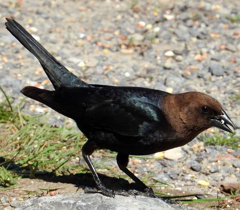 Brown-headed Cowbird on the ground