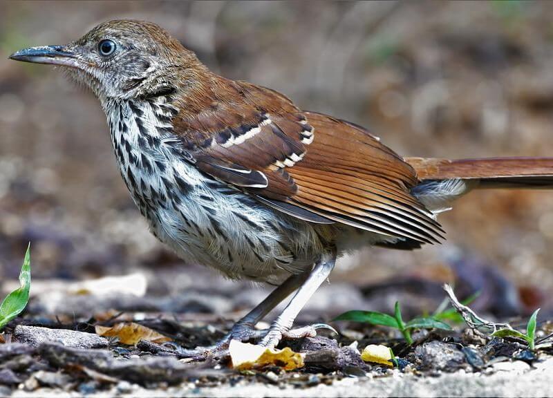 Brown Thrasher on the ground