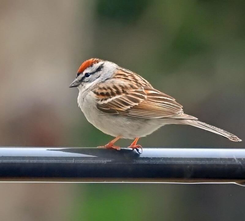 Chipping Sparrow perched on a pole