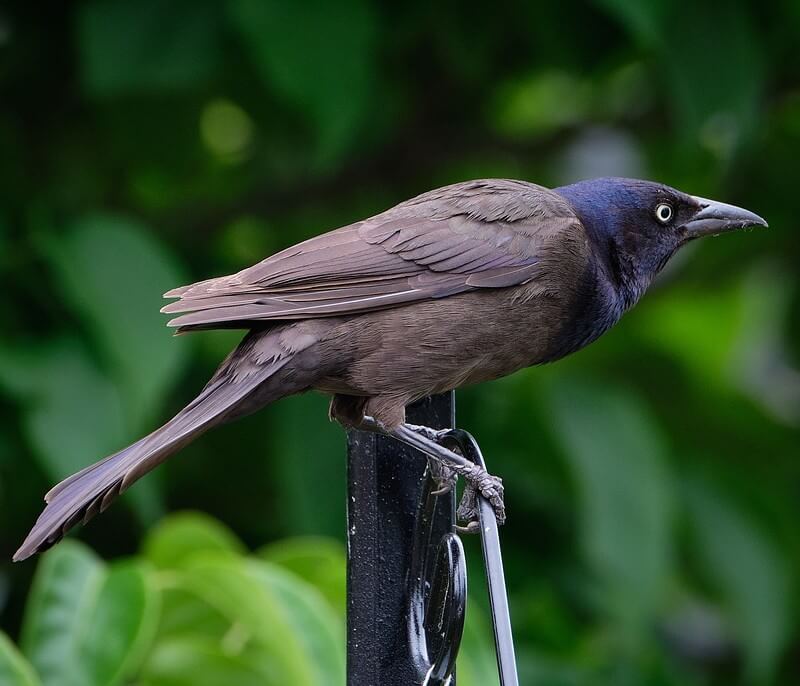 Common Grackle perched
