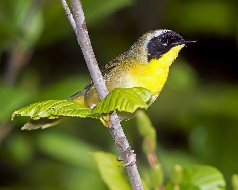 Common yellowthroat in a tree