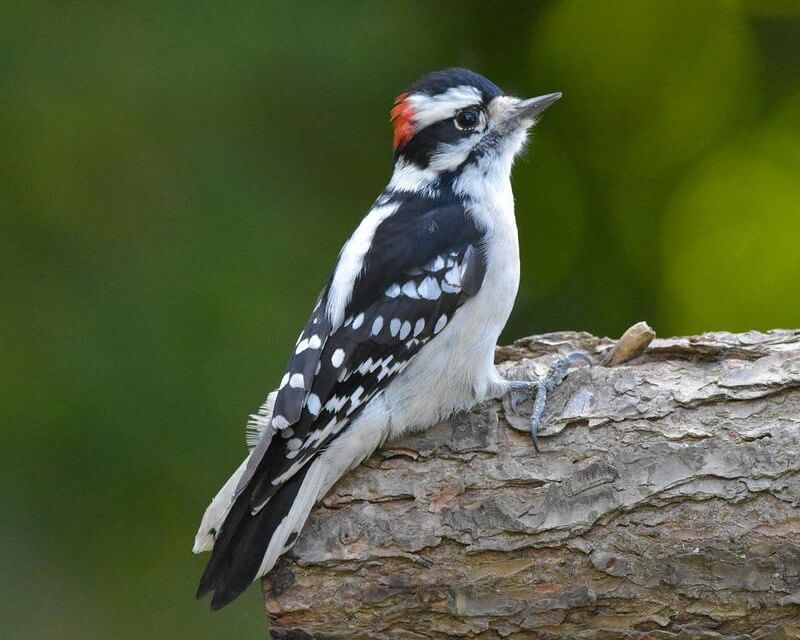 Downy Woodpecker on a tree