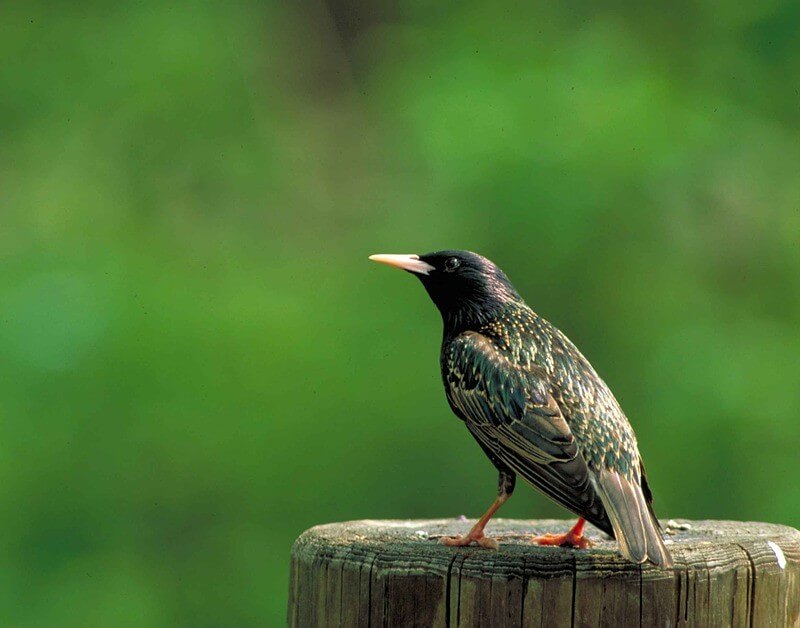 European Starling on a tree