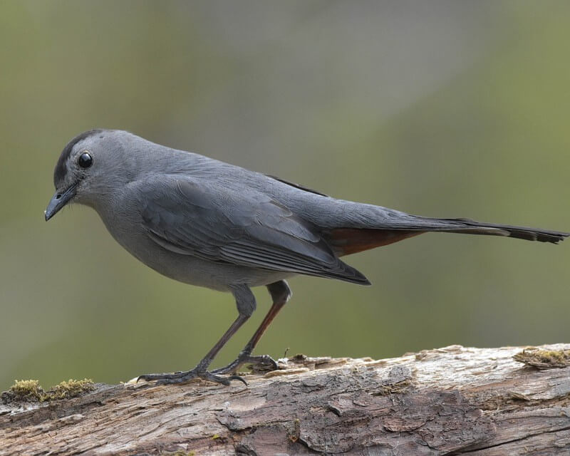 Gray Catbird perched