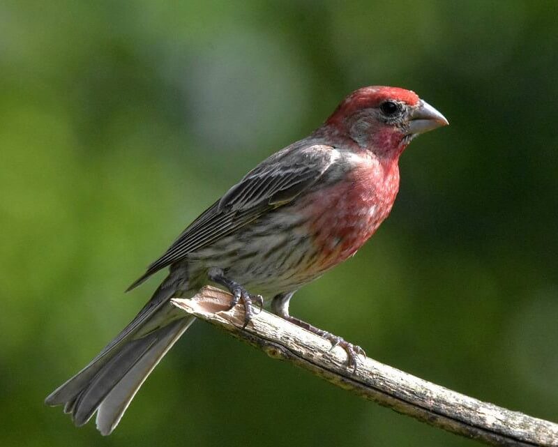 House Finch on a branch
