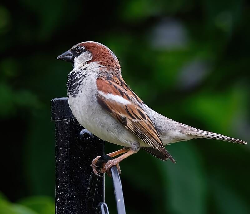 House Sparrow perched