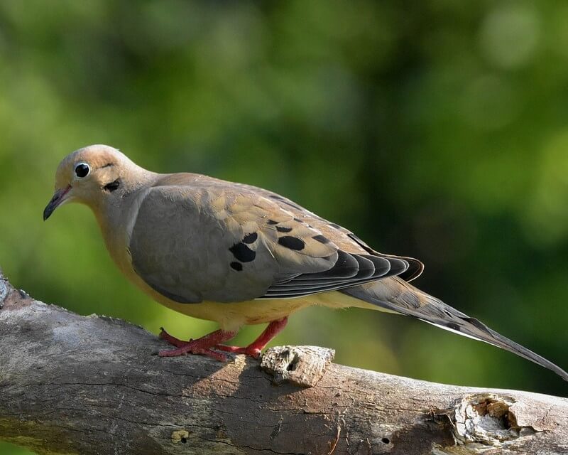 Mourning Dove on a branch