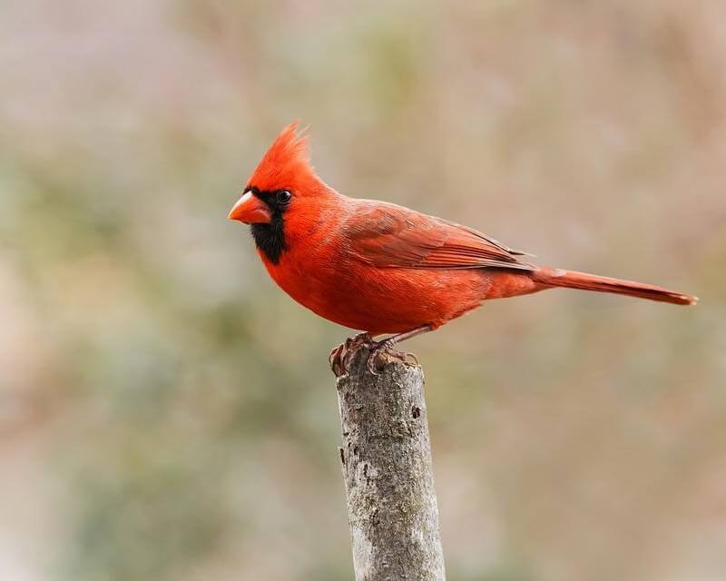 Red Cardinal on a branch