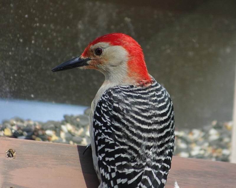 Red-bellied woodpecker at a bird feeder