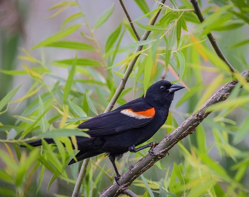 Red-winged Blackbird in a tree near a marsh