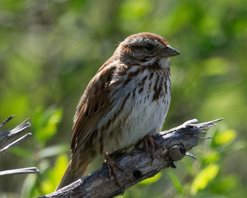 Song Sparrow perched on a branch