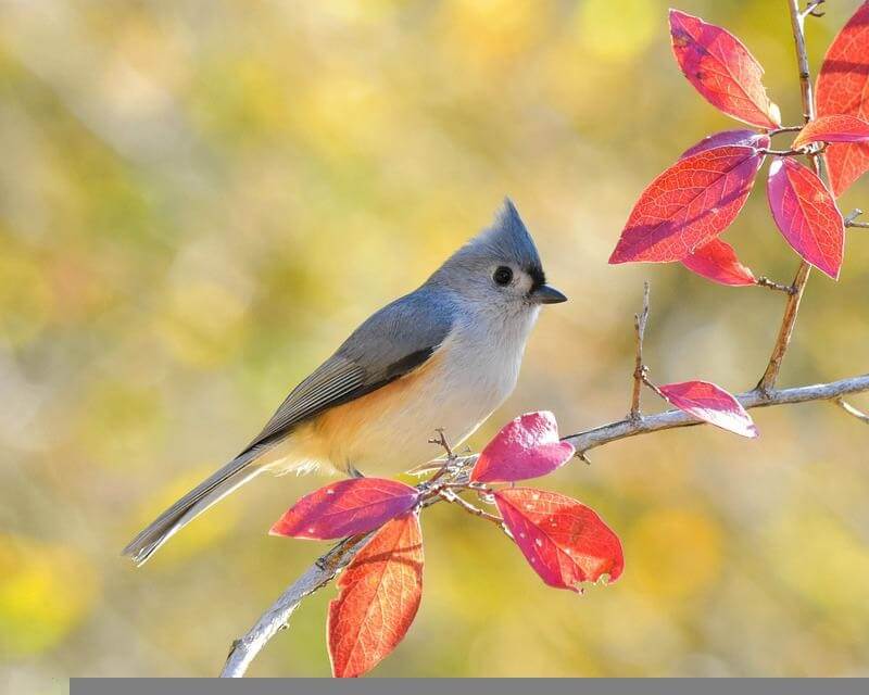 Tufted Titmouse on a branch