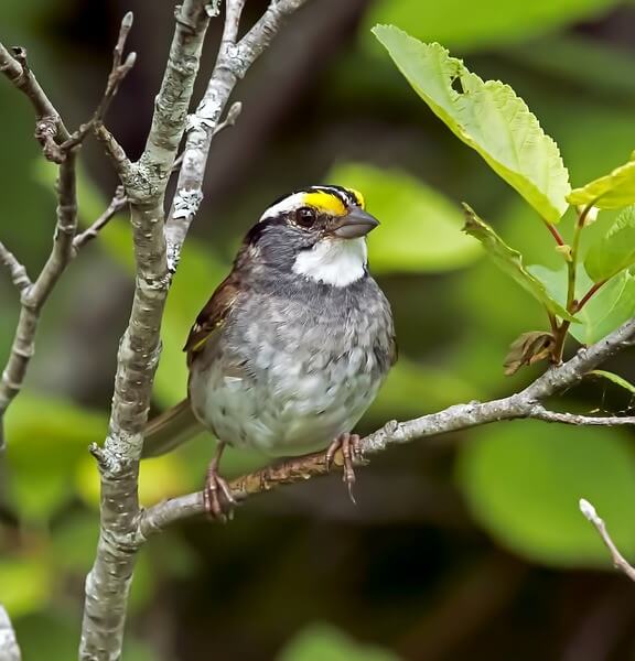 White-throated Sparrow in a tree