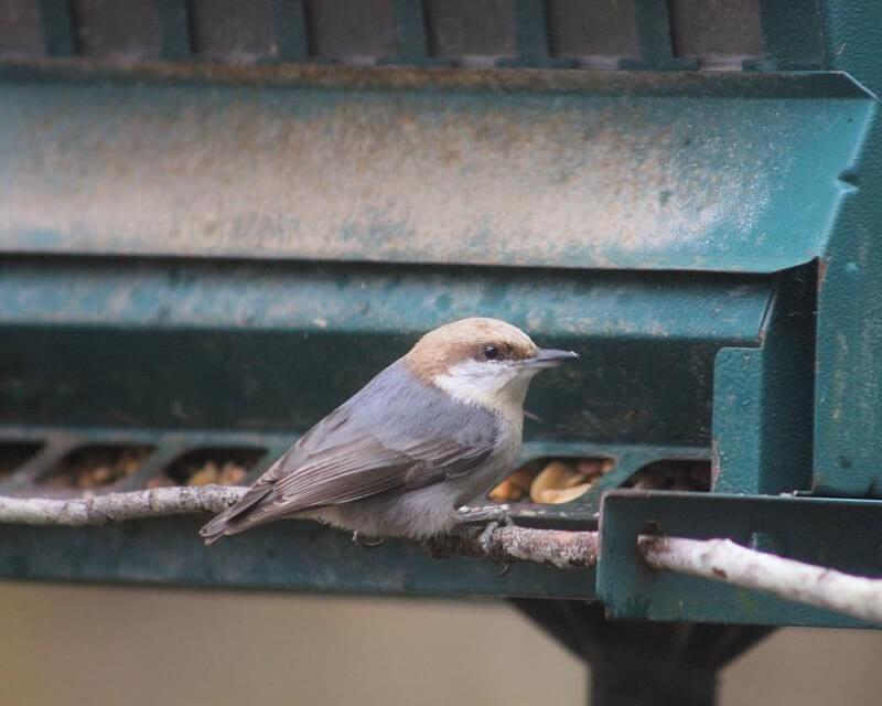 Brown-headed nuthatch perched at a feeder