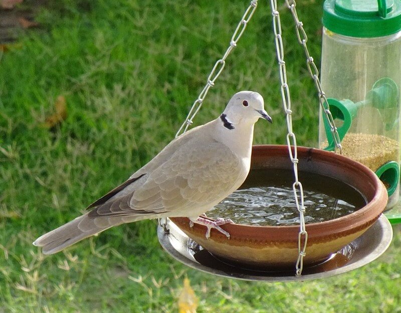 Eurasian-collared Dove at a bird feeder and bird bath