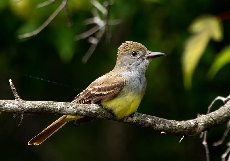 Great Crested Flycatcher perched on a branch
