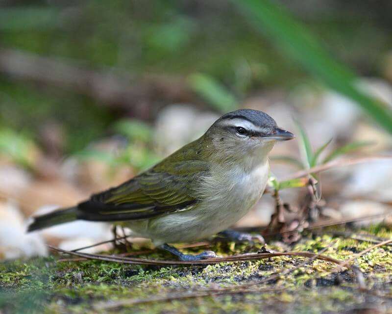Palm Warbler foraging on the ground