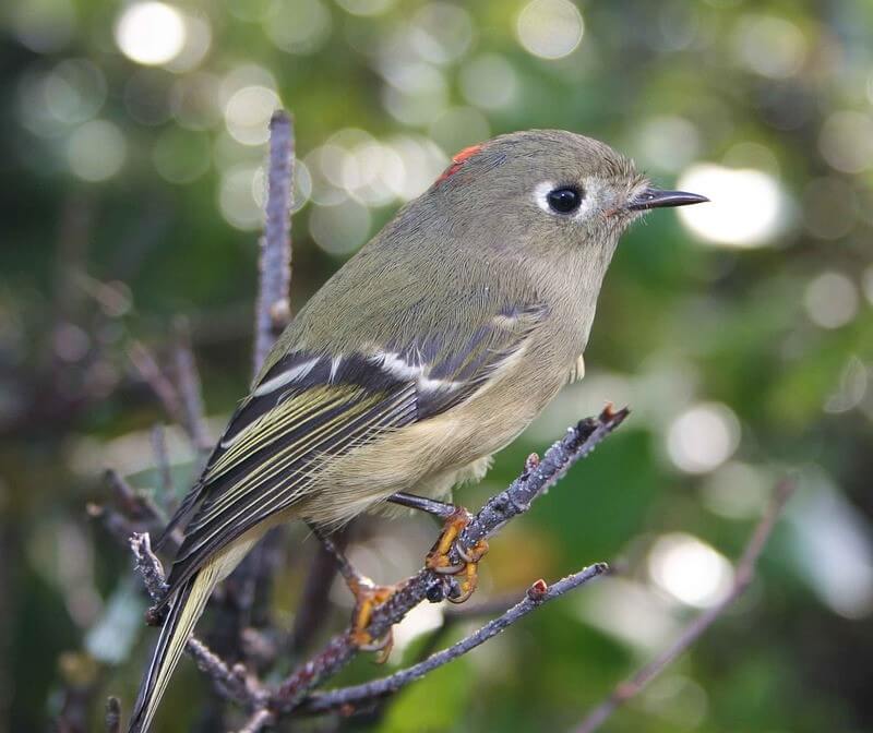 Ruby-crowned Kinglet perched on a branch