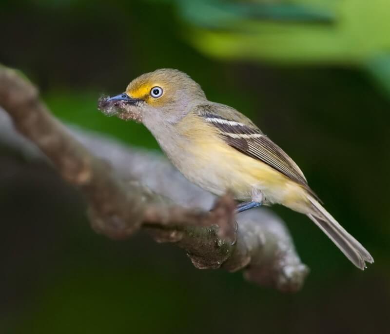 White-eyed Vireo on a branch