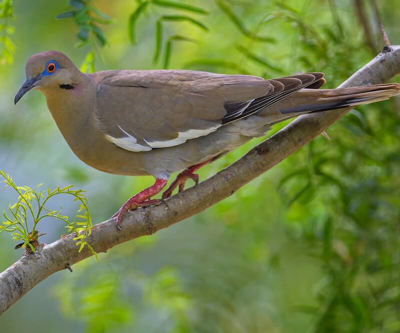White-winged Dove in a tree