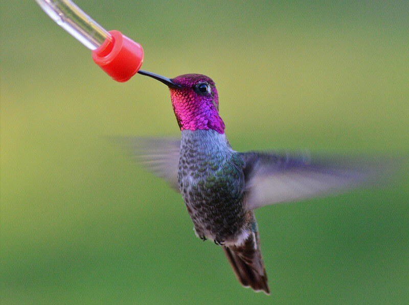 Anna's Hummingbird sipping nectar