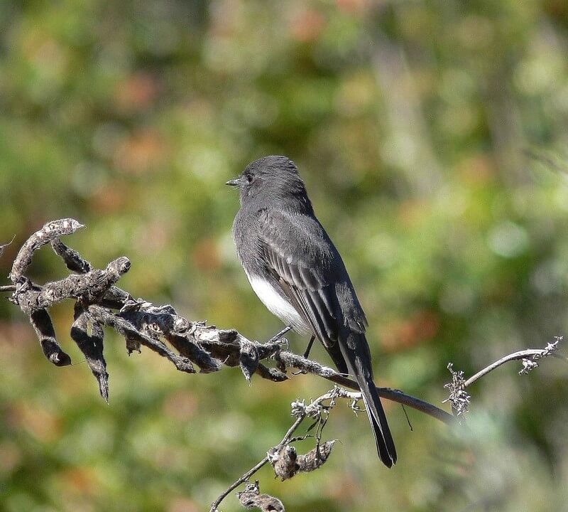 Black Phoebe perched on a branch
