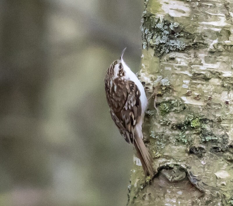 Brown Creeper blending in with a tree