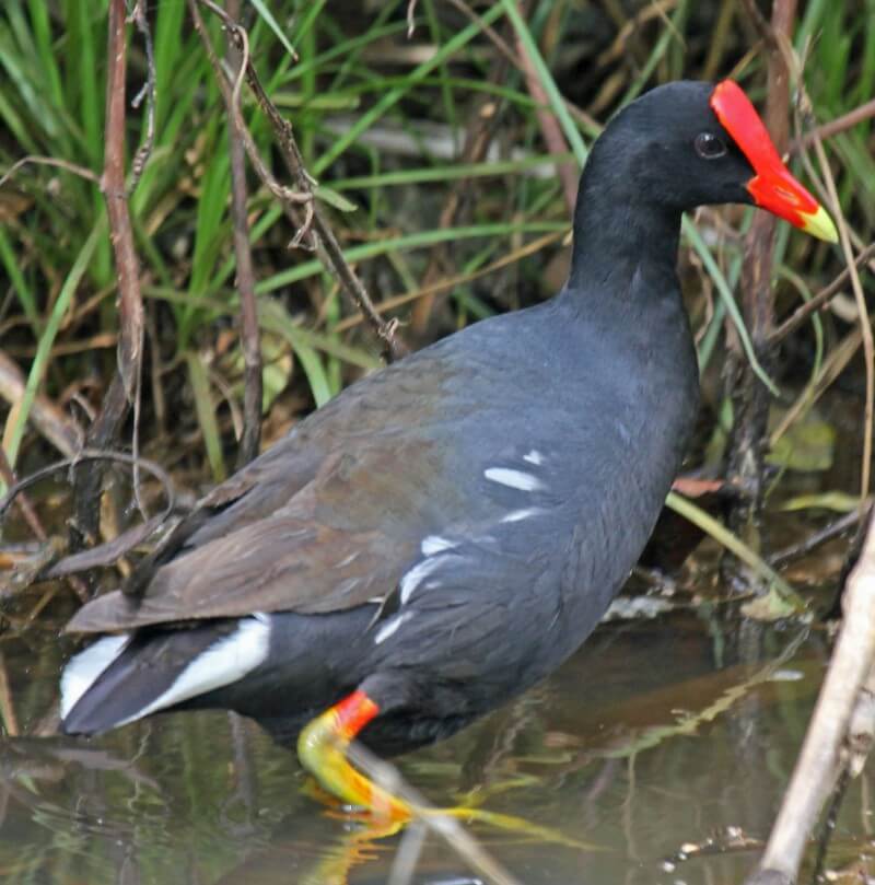 Common Gallinule in the water