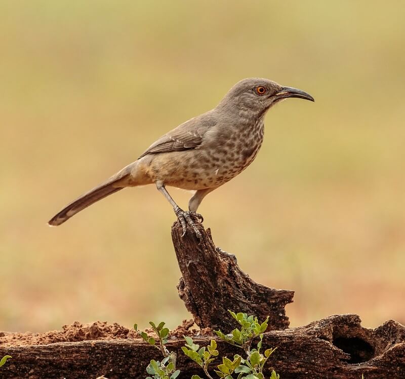 Curve-billed Thrasher perched on a dead tree