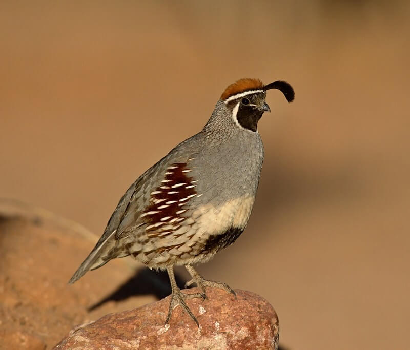 Gambel's Quail perched on a rock