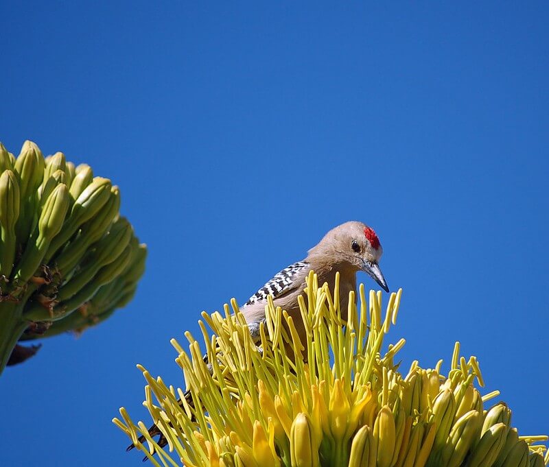 Gila Woodpecker perched on a flower and cactus