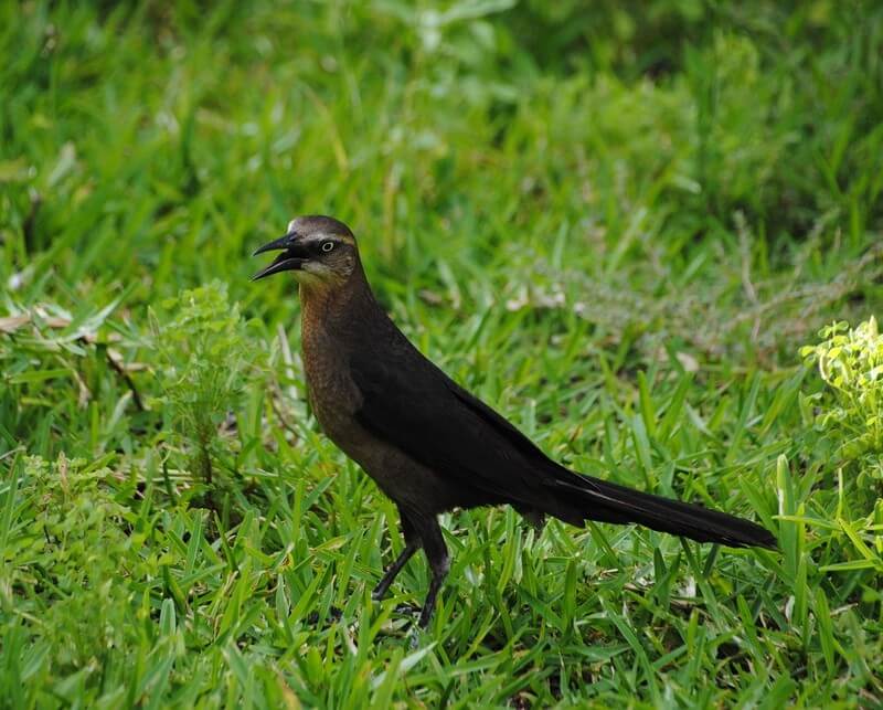 Great-tailed Grackle in the grass