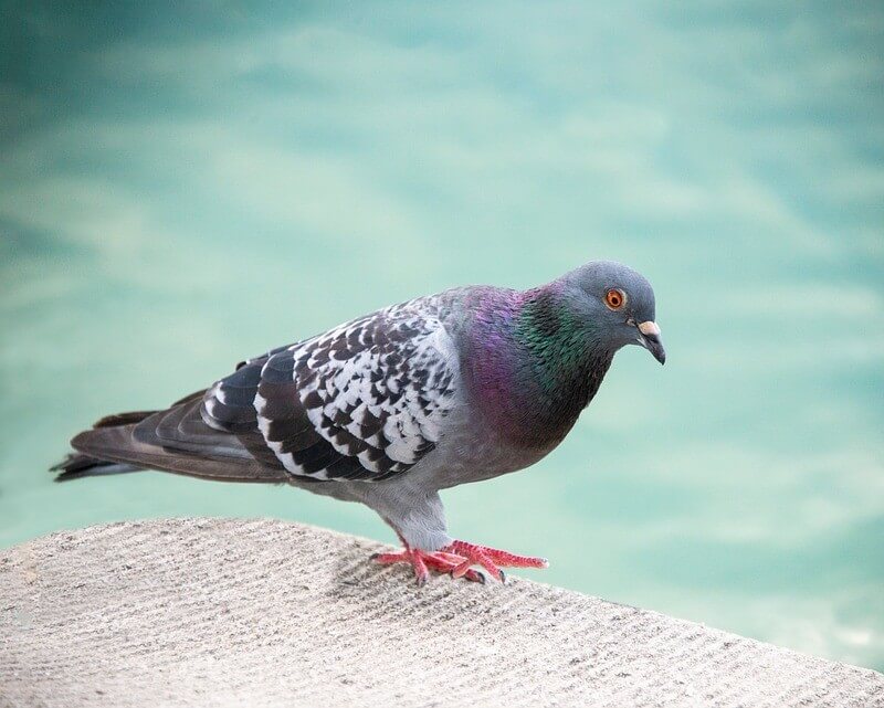 Rock Pigeon perched on a rock