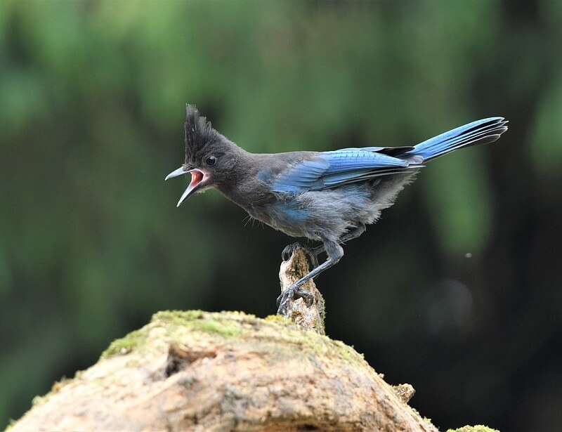 Steller's Jay perched on a tree