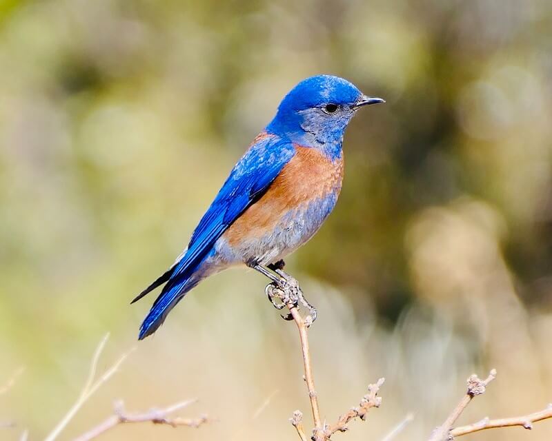 Western Bluebird perched on a branch
