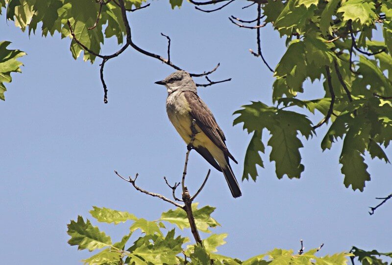 Western Kingbird in a tree