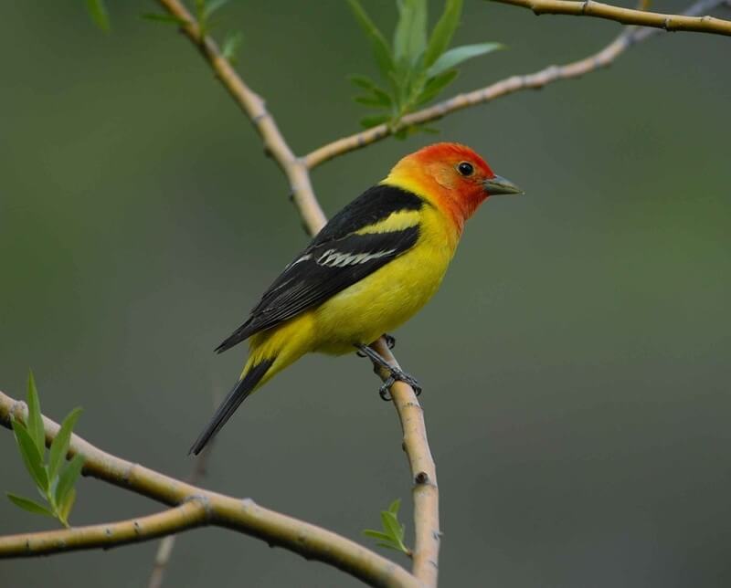 Western Tanager perched on a branch