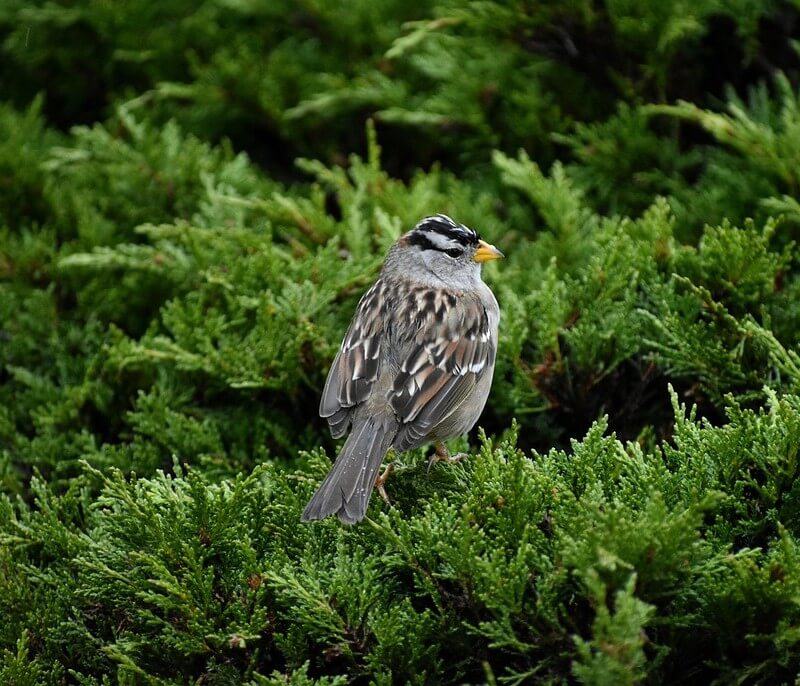 White-crowned Sparrow perched on a bush