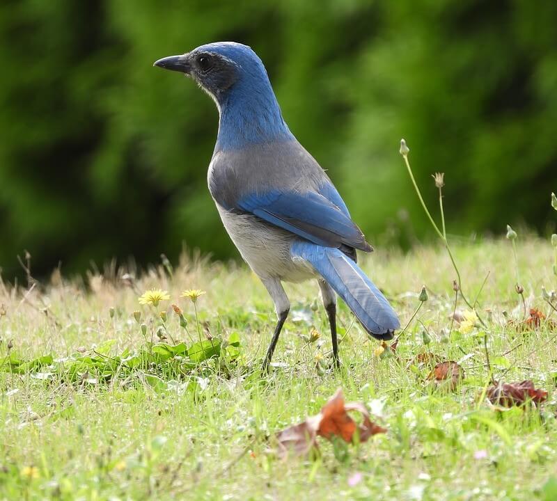 Woodhouse's Scrub-Jay standing in the grass