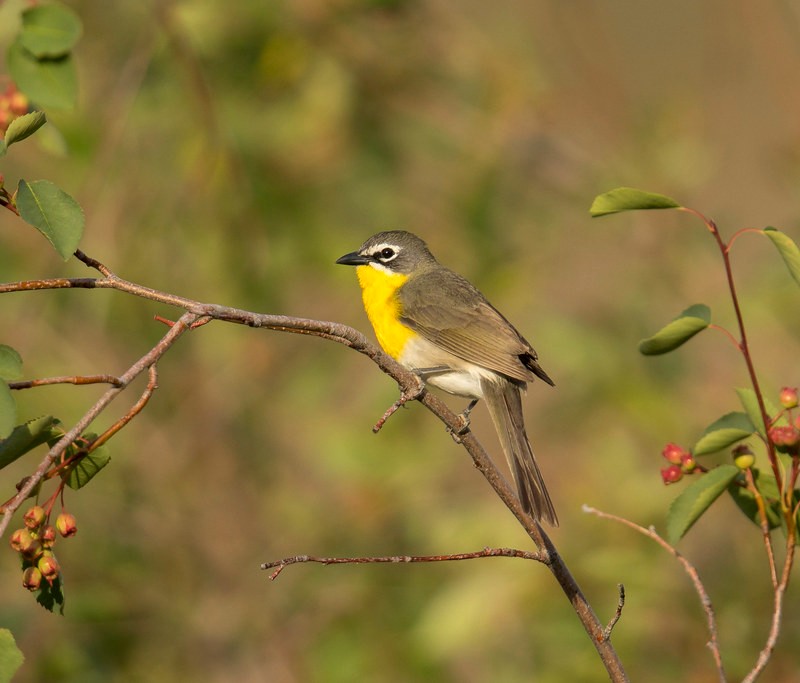Yellow-breasted Chat perched on a branch