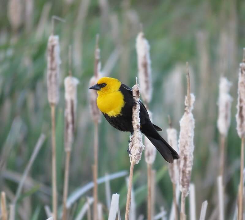 Yellow-headed Blackbird in a marsh