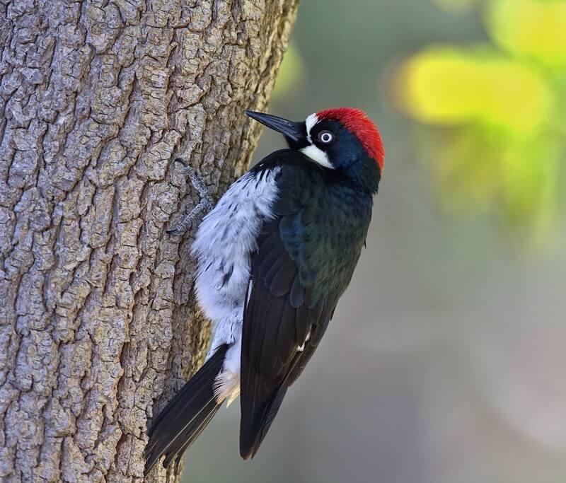 Acorn Woodpecker on a tree