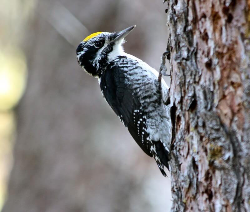 American Three-toed Woodpecker perched on a tree