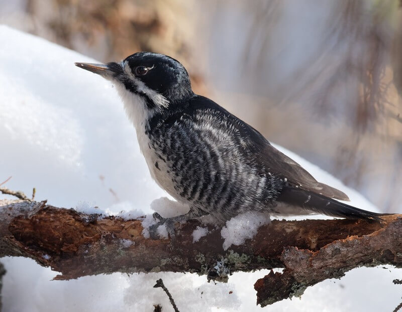 Black-backed woodpecker in the snow