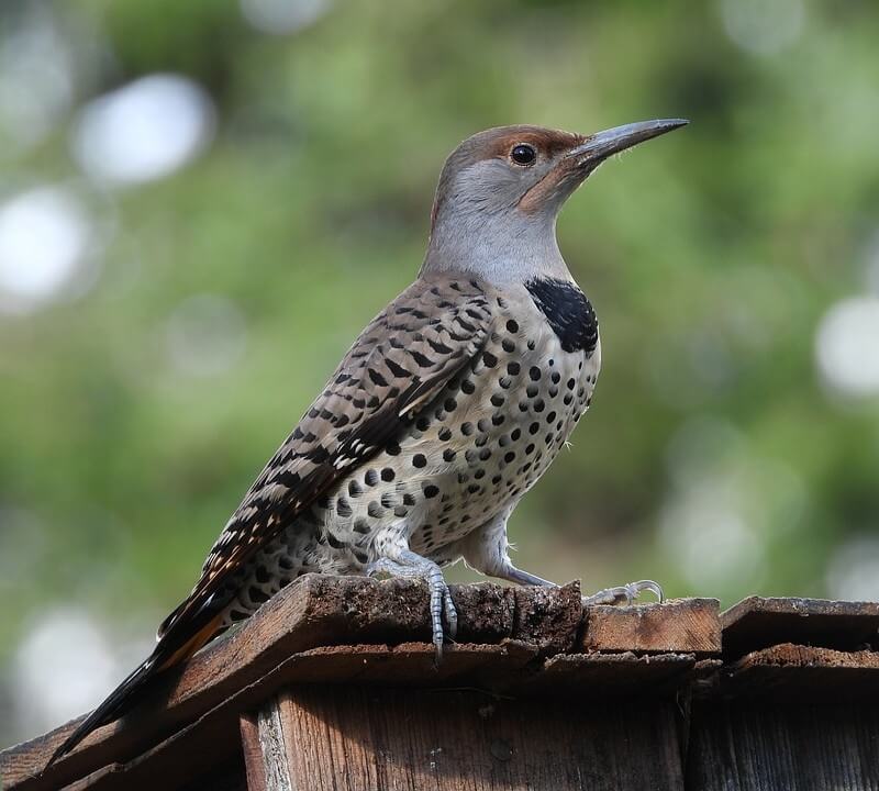 Gilded Flicker perched on a fence