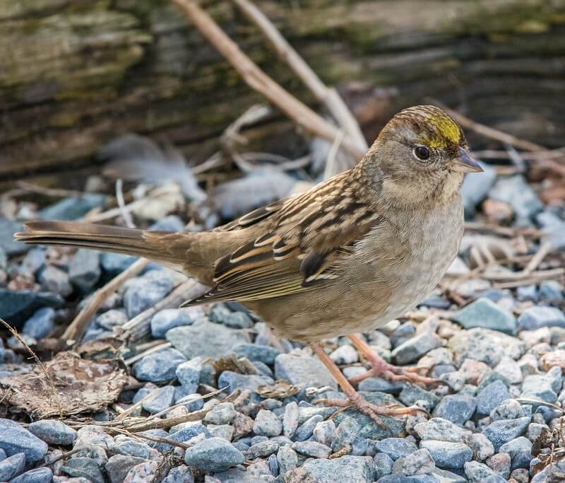 Golden-crowned sparrow on the ground