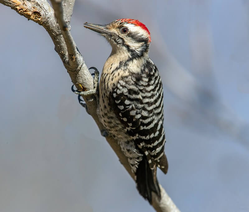 Ladder-backed Woodpecker perched on a branch