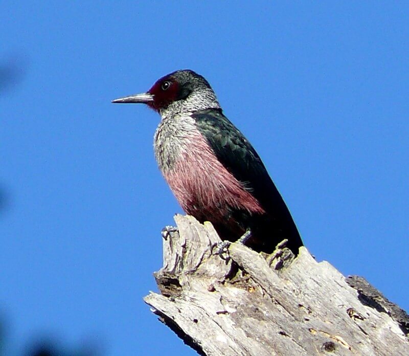 Lewis's Woodpecker perched on a dead tree